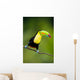 Keel Billed Toucan from