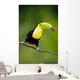Keel Billed Toucan from