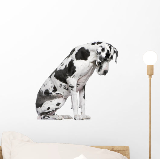 Great Dane Harlequin sitting in front of white background Wall Decal