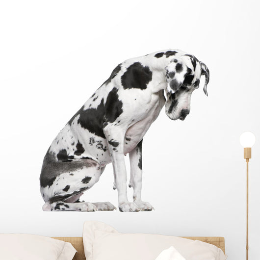 Great Dane Harlequin sitting in front of white background Wall Decal