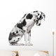 Great Dane Harlequin sitting in front of white background Wall Decal