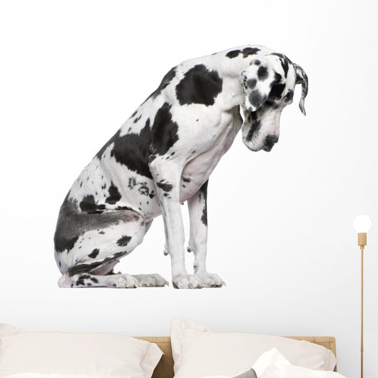 Great Dane Harlequin sitting in front of white background Wall Decal