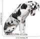 Great Dane Harlequin sitting in front of white background Wall Decal