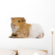 Guinea Pig in Front of White Background Wall Decal