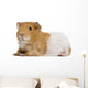 Guinea Pig in Front of White Background Wall Decal