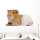 Guinea Pig in Front of White Background Wall Decal