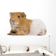 Guinea Pig in Front of White Background Wall Decal