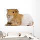 Guinea Pig in Front of White Background Wall Decal