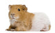 Guinea Pig in Front of White Background Wall Decal