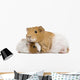 Guinea Pig and Her Baby Wall Decal