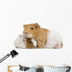 Guinea Pig and Her Baby Wall Decal