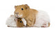 Guinea Pig and Her Baby Wall Decal
