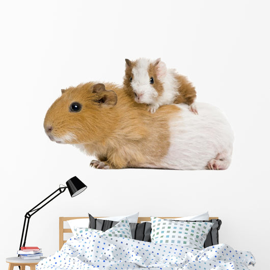 Guinea Pig and Her Wall Decal Wallmonkeys