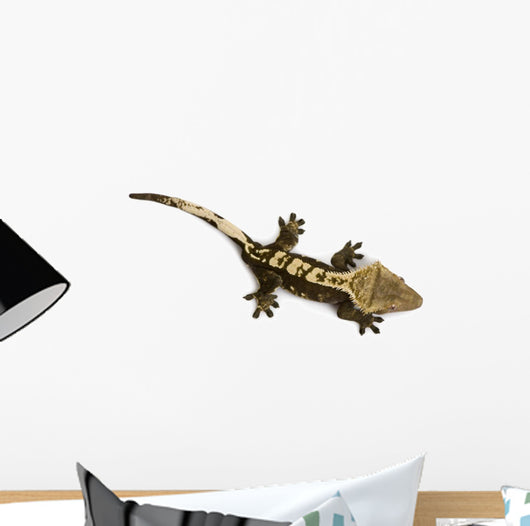 High Angle View of New Caledonian Crested Gecko Wall Decal