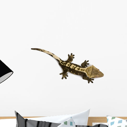 High Angle View of New Caledonian Crested Gecko Wall Decal