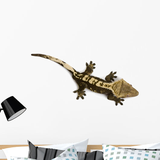 High Angle View of New Caledonian Crested Gecko Wall Decal