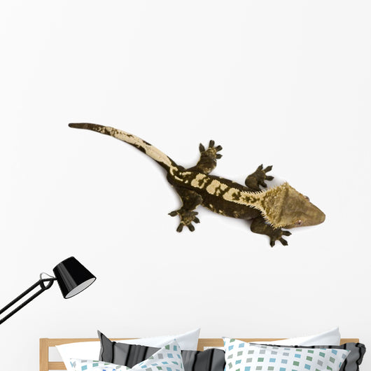 High Angle View of New Caledonian Crested Gecko Wall Decal