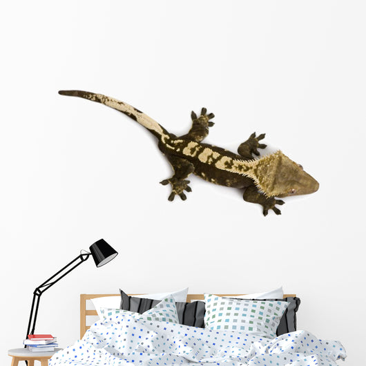 High Angle View of New Caledonian Crested Gecko Wall Decal