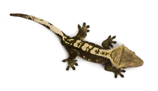 High Angle View of New Caledonian Crested Gecko Wall Decal