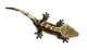 High Angle View of New Caledonian Crested Gecko Wall Decal