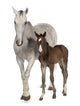 Mare and Her Foal Wall Decal