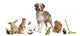 Group Pets Together Front