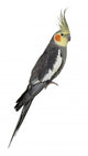 Cockatiel, Nymphicus hollandicus, perched Wall Decal