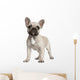 Portrait of French bulldog standing in front of white background Wall Decal
