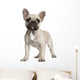 Portrait of French bulldog standing in front of white background Wall Decal