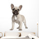 Portrait of French bulldog standing in front of white background Wall Decal