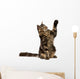 Maine Coon With Paw in Air Wall Decal