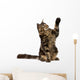 Maine Coon With Paw in Air Wall Decal