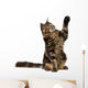 Maine Coon With Paw in Air Wall Decal