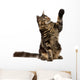 Maine Coon With Paw in Air Wall Decal