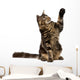 Maine Coon With Paw in Air Wall Decal