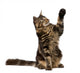 Maine Coon With Paw in Air Wall Decal