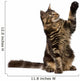 Maine Coon With Paw in Air Wall Decal
