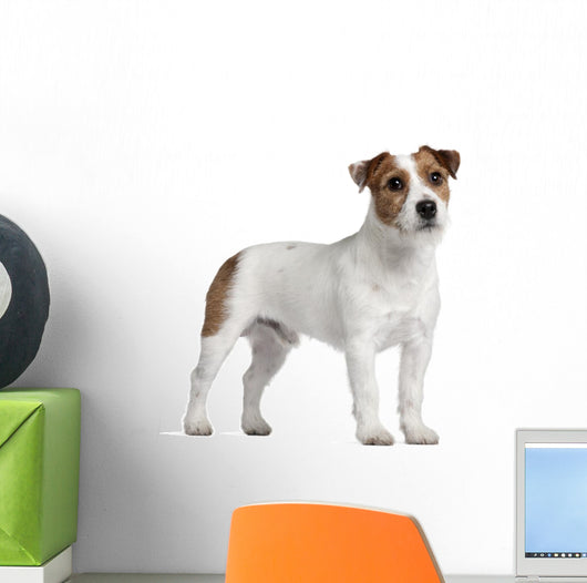 Jack Russell Terrier 15 Wall Decal
