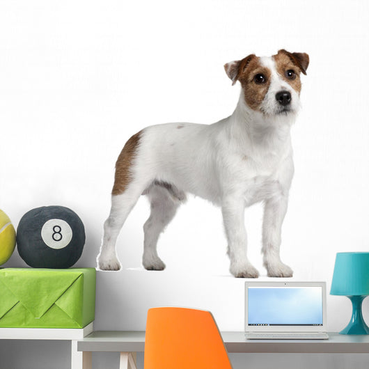 Jack Russell Terrier 15 Wall Decal