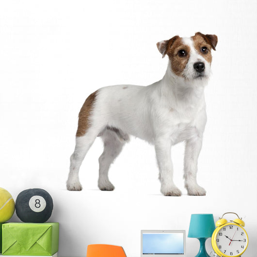 Jack Russell Terrier 15 Wall Decal
