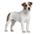 Jack Russell Terrier 15 Wall Decal