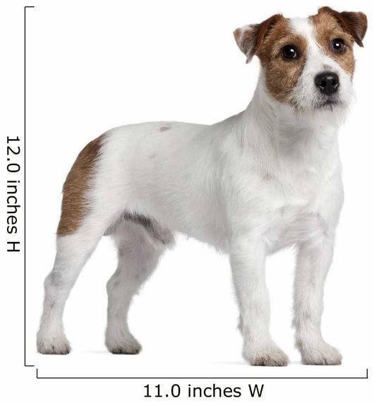 Jack Russell Terrier 15 Wall Decal