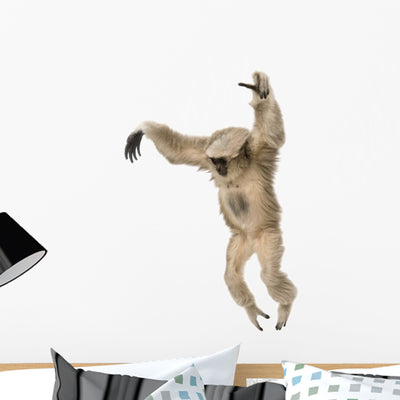 Young Pileated Gibbon Hylobates Wall Decal shown on a wall