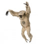 Young Pileated Gibbon Hylobates Pileatus Wall Decal
