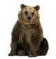 Brown Bear Wall Decal