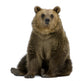 Brown Bear Wall Decal