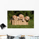 Labrador Puppies in Basket Wall Mural
