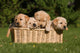 Labrador Puppies in Basket Wall Mural