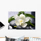 white flower with green leaf on black stones Wall Mural