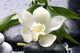 white flower with green leaf on black stones Wall Mural